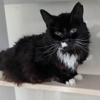 Domestic Long Hair Cats Available for Adoption in Spokane Valley, Washington - Salem | PetCurious