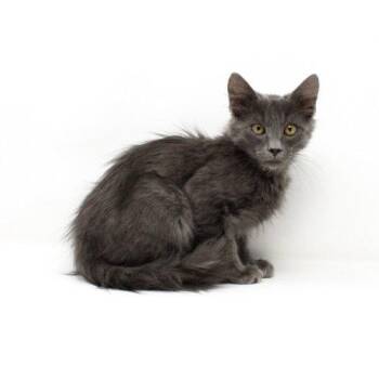 Paddington -  Domestic Short Hair Cat for Adoption in Florence, Arizona - Paddington | PetCurious