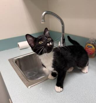 Remza -  Domestic Short Hair Cat for Adoption in Walled Lake, Michigan - Remza | PetCurious
