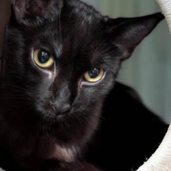 Diesel -  Domestic Short Hair Cat for Adoption in Long Beach, California - Diesel | PetCurious
