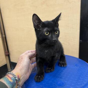 Oboe -  Domestic Short Hair Cat for Adoption in Flagstaff, Arizona - Oboe | PetCurious
