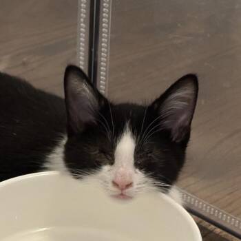 Samwise -  Domestic Short Hair Cat for Adoption in Chicago, Illinois - Samwise | PetCurious