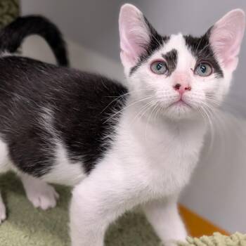 Kurtis -  Domestic Short Hair Cat for Adoption in Cape Girardeau, Missouri - Kurtis | PetCurious