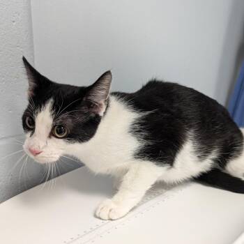 Jamie Lee -  Domestic Short Hair Cat for Adoption in Indianapolis, Indiana - Jamie Lee | PetCurious