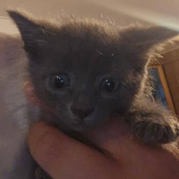 Jade -  Domestic Short Hair Cat for Adoption in Hanna City, Illinois - Jade | PetCurious