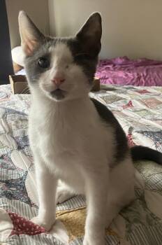 James Moriarty (one eye) -  Domestic Short Hair Cat for Adoption in Beaverton, Oregon - James Moriarty (one Eye) | PetCurious