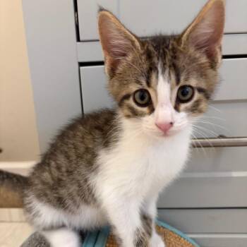 Domestic Short Hair Cats Available for Adoption in Brownsboro, Alabama - Shepard | PetCurious