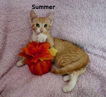 Summer -  Tabby Cat for Adoption in St. Augustine, Florida - Summer | PetCurious