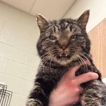 American Shorthair Cats Available for Adoption in Bristol, Indiana - Sir Oswald Stuart | PetCurious