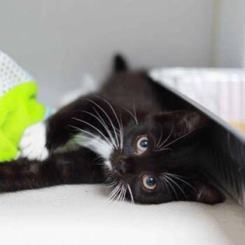 Patches -  Domestic Short Hair Cat for Adoption in Atlanta, Georgia - Patches | PetCurious