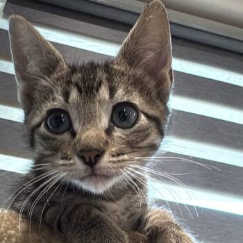 Audacious (Audi) -  Domestic Short Hair Cat for Adoption in Bentonville, Arkansas - Audacious (Audi) | PetCurious