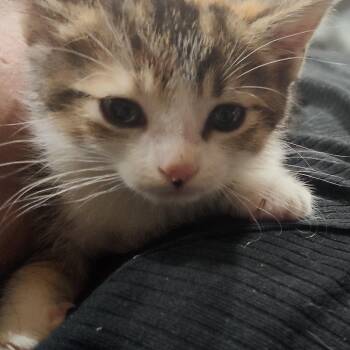 Yuni -  Domestic Short Hair Cat for Adoption in Los Angeles, California - Yuni | PetCurious