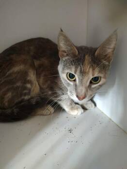 Domestic Short Hair Cats Available for Adoption - Morrigan | PetCurious