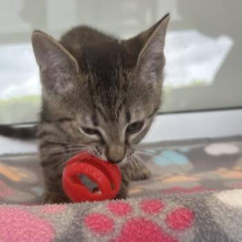 Paloma -  Domestic Short Hair Cat for Adoption - Paloma | PetCurious