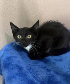 Wendy -  Domestic Short Hair Cat for Adoption in Alafaya, Florida - Wendy | PetCurious