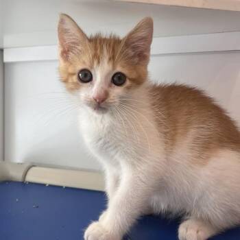 Cinnamoroll -  Domestic Short Hair Cat for Adoption in Los Angeles, California - Cinnamoroll | PetCurious