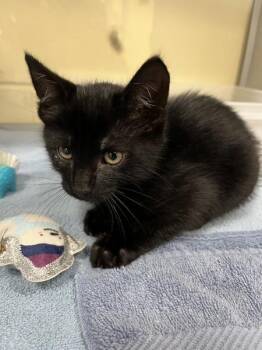Comet -  Domestic Short Hair Cat Available for Adoption in Stratham, New Hampshire - Comet | PetCurious