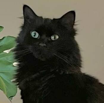 Ebony -  Domestic Long Hair Cat for Adoption in Stanhope, New Jersey - Ebony | PetCurious