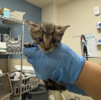 ZUCCHINI -  Domestic Short Hair Cat for Adoption in Riverside, California - ZUCCHINI | PetCurious