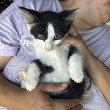 Dragon fruit -  Domestic Medium Hair Cat for Adoption in Long Beach, California - Dragon Fruit | PetCurious
