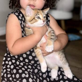 Irony 15 -  Domestic Short Hair Cat for Adoption in Austin, Texas - Irony 15 | PetCurious