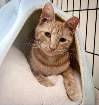 Bill 9490 -  Domestic Short Hair Cat for Adoption in Locust Grove, Virginia - Bill 9490 | PetCurious