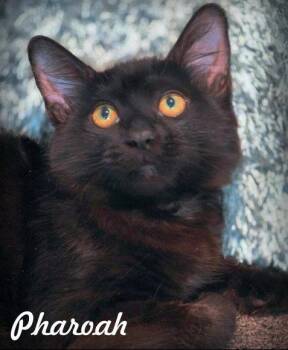 Pharoah -  Domestic Medium Hair Cat for Adoption in Anaheim, California - Pharoah | PetCurious