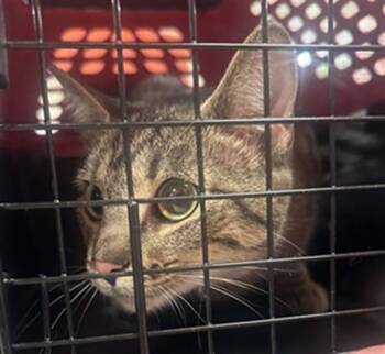 Domestic Short Hair Cats Available for Adoption in Louisville, Kentucky - *BABY* | PetCurious