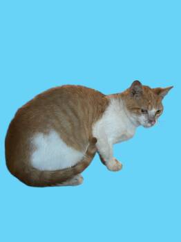 Rescue Domestic Short Hair Cats for Adoption in Chuckey, Tennessee - Orange Tabby & White Male Kitten - 4 Months Old | PetCurious