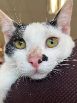 Rescue Turkish Van and American Shorthair Cats for Adoption in Los Angeles, California - Stash (RR) | PetCurious
