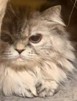 Persian Cats Available for Adoption in Fort Worth, Texas - Paris (pre Adopt) | PetCurious