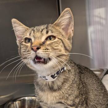Keystone -  Domestic Short Hair Cat for Adoption in Birmingham, Alabama - Keystone | PetCurious