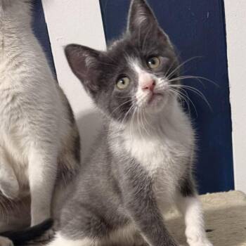 Domestic Short Hair Cats Available for Adoption - Miso | PetCurious