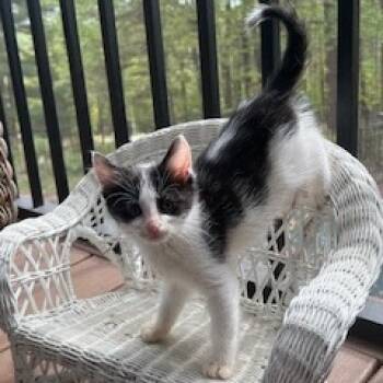 Rescue Domestic Short Hair Cats for Adoption in Granville, Ohio - Autumn | PetCurious