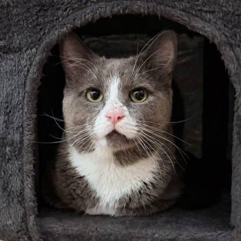 Domestic Short Hair Cats Available for Adoption in New York, New York - Porkchop | PetCurious