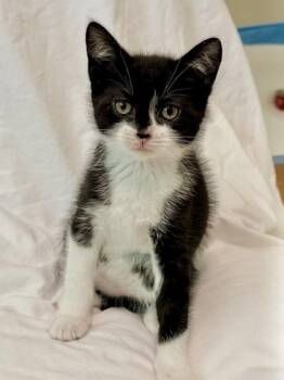 Gravy Boat -  Domestic Short Hair Cat for Adoption in Morristown, New Jersey - Gravy Boat | PetCurious