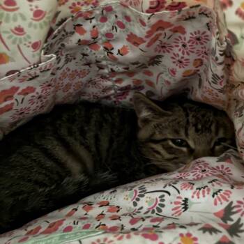 Rescue Domestic Short Hair Cats for Adoption in Shelbyville, Indiana - Lloyd | PetCurious