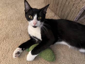 Tommy -  Domestic Short Hair Cat for Adoption in Long Beach, California - Tommy | PetCurious