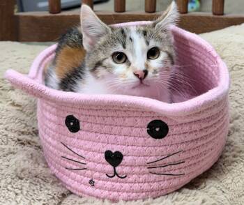 Rescue Calico and Tabby Cats for Adoption in Beckley, West Virginia - Fig Bar | PetCurious