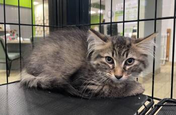 Devante -  Domestic Short Hair Cat for Adoption in Jackson, Michigan - Devante | PetCurious