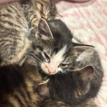 Latte -  Domestic Short Hair Cat for Adoption in Madison, Wisconsin - Latte | PetCurious