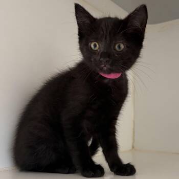 Juliet -  Domestic Short Hair Cat for Adoption in Oakland, California - Juliet | PetCurious