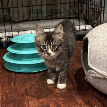Fabio -  Domestic Long Hair Cat for Adoption in Kenosha, Wisconsin - Fabio | PetCurious