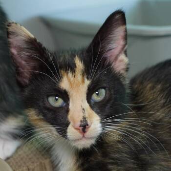 Kiran -  Domestic Short Hair Cat for Adoption in Seattle, Washington - Kiran | PetCurious
