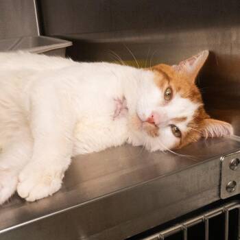 Domestic Short Hair Cats Available for Adoption in Seattle, Washington - Rob Raush | PetCurious