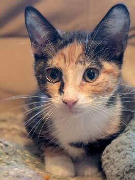 Bonnie -  Domestic Short Hair Cat for Adoption in Smithfield, North Carolina - Bonnie | PetCurious