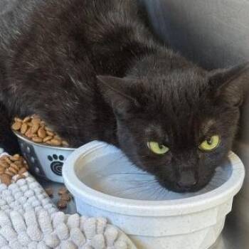 Domestic Short Hair Cats Available for Adoption in New York, New York - Calamity | PetCurious