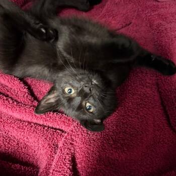 Hilda -  Domestic Short Hair Cat for Adoption in Spokane, Washington - Hilda | PetCurious