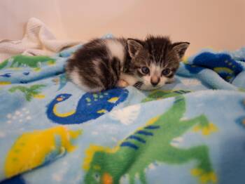 Kramer 2026-252 -  Domestic Short Hair Cat for Adoption in Winder, Georgia - Kramer 2026-252 | PetCurious