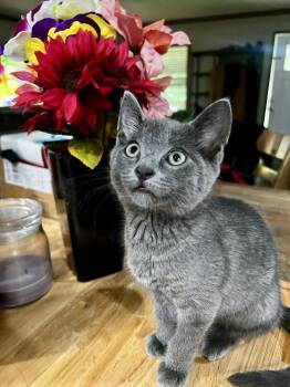 Echo -  Domestic Short Hair Cat for Adoption in Evansville, Indiana - Echo | PetCurious